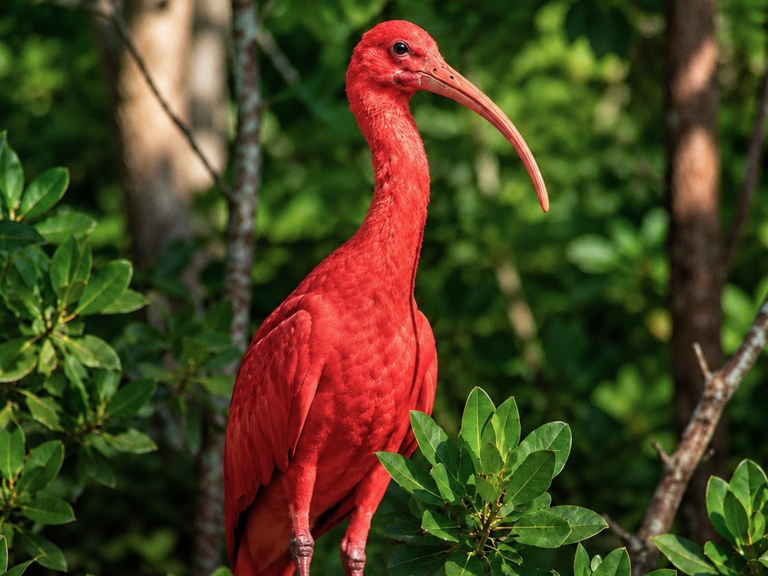 Guará vermelho pousado em um galho, cercado pela vegetação da Mata Atlântica de Joinville.
